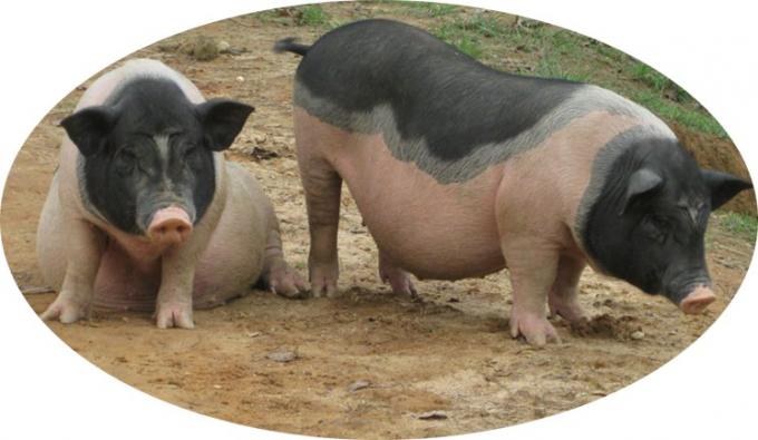 Nutrición Aminoácidos Zinc metionina en polvo Aditivo para piensos 99% Zinc metionina 2