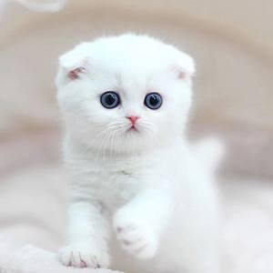 Suplemento Multivitam&iacute;nico Tableta Multifuncional para Gatos y Perros Apoyo Inmunitario Natural y Alivio de Alergias para Perros 1